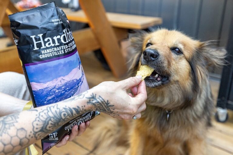 Hardbite Chips pup approved 768x512