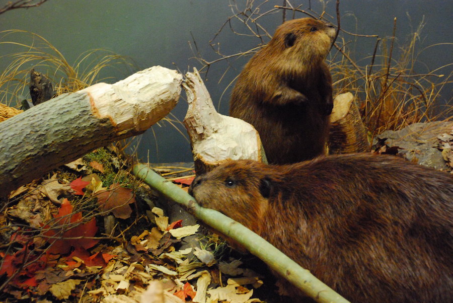 Beaver building a dam.