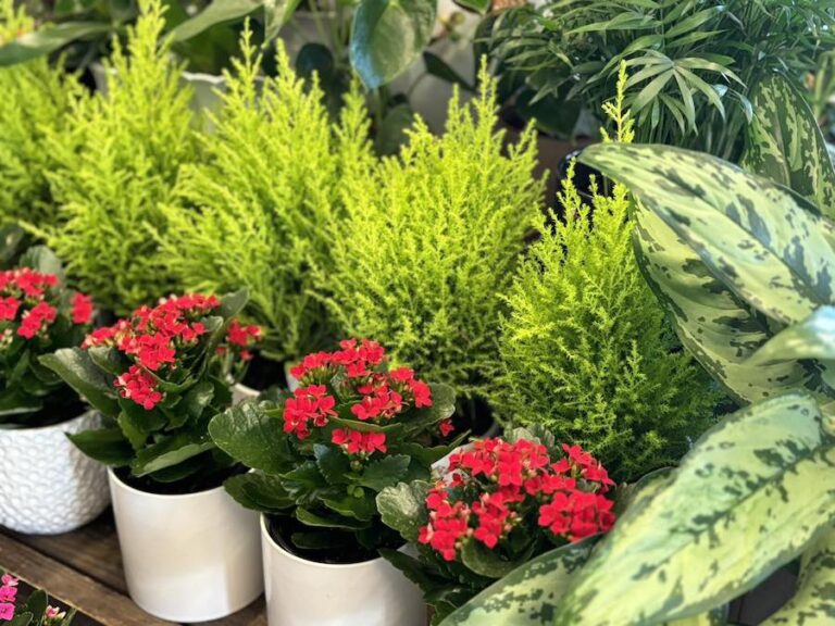 Beyond the House heather 768x576