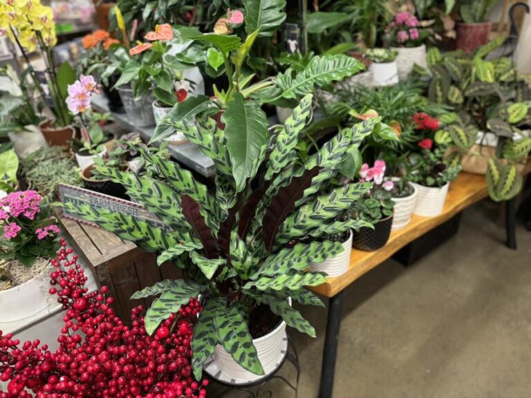 Beyond the House indoor plants 768x576