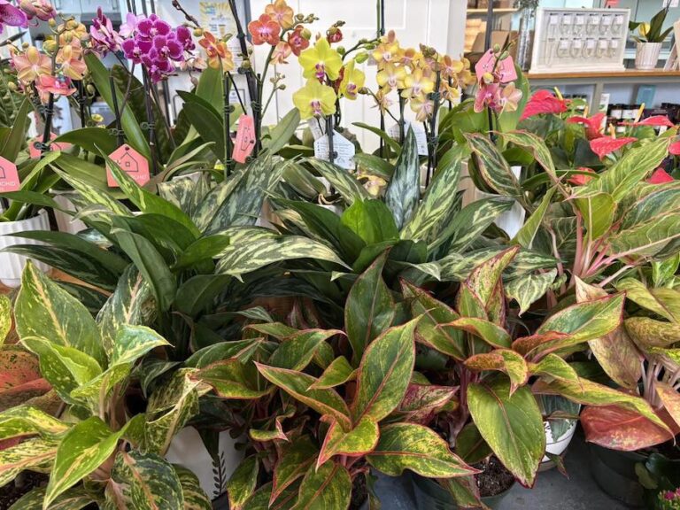 Beyond the House orchids 768x576