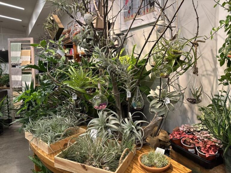 Beyond the House sapprophytes 768x576