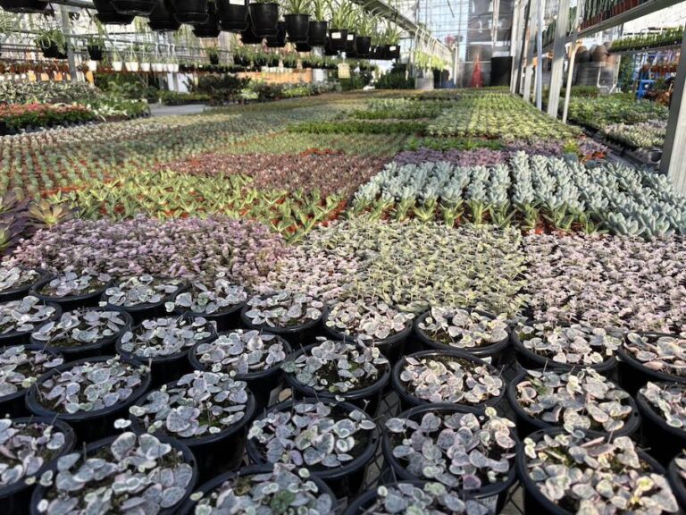 Beyond the House seedlings 768x576