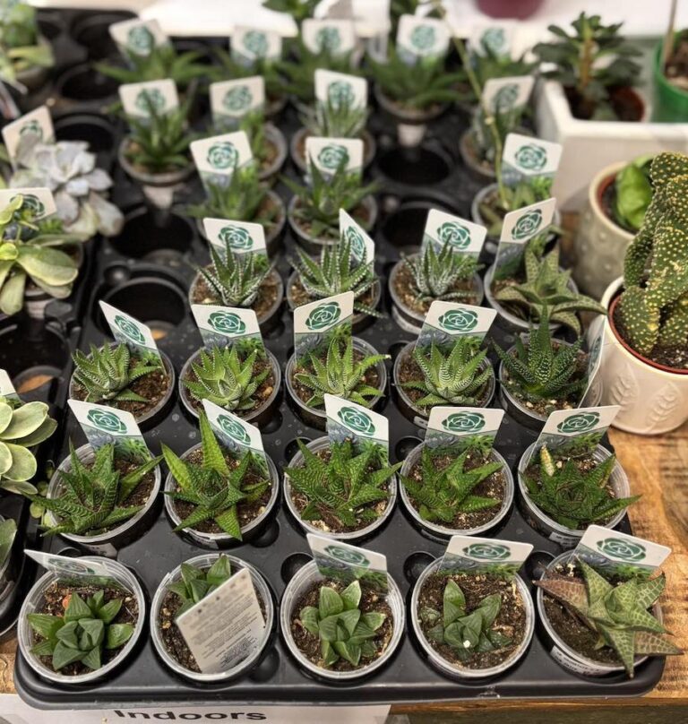 Beyond the House sucu 768x808