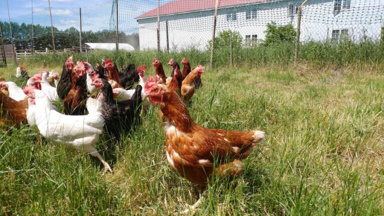 Boucheries et Ferme biologiques Saint Vincent free range chicken 768x432