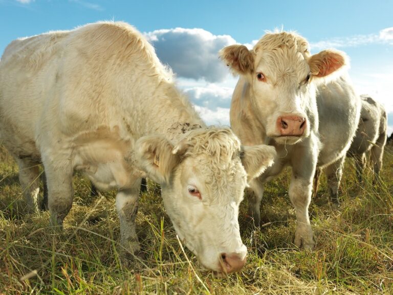 Boucheries et Ferme biologiques Saint Vincent free range cow 768x576