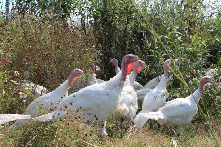 Boucheries et Ferme biologiques Saint Vincent free range turkey 768x512