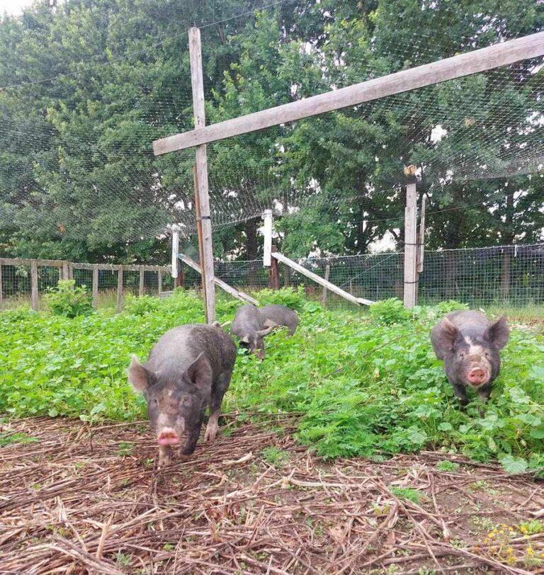 Boucheries et Ferme biologiques Saint Vincent happy pigs 768x812