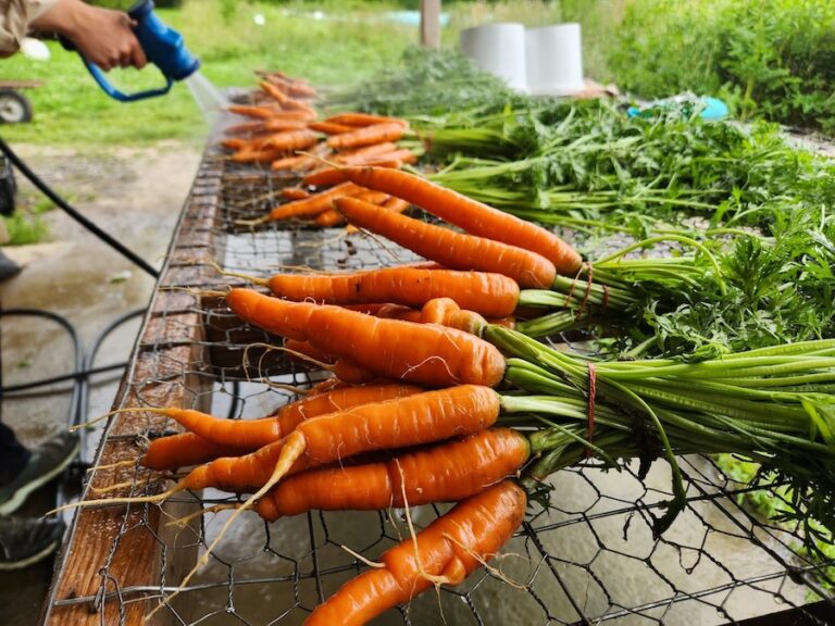Completement Legume carrots 768x576
