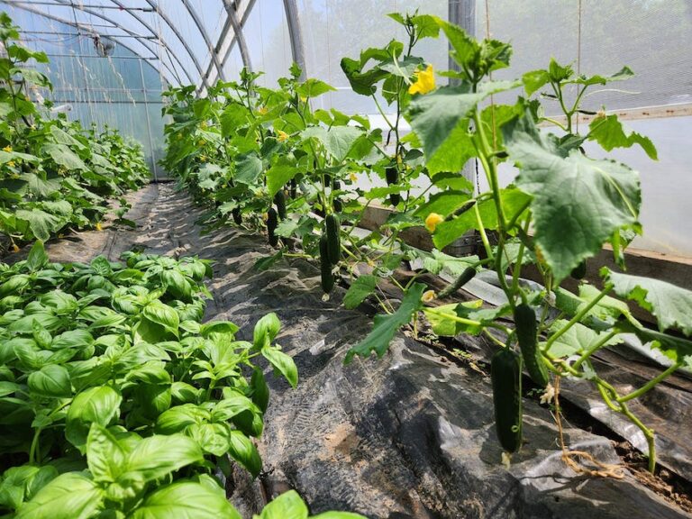 Completement Legume greenhouse 1 768x576