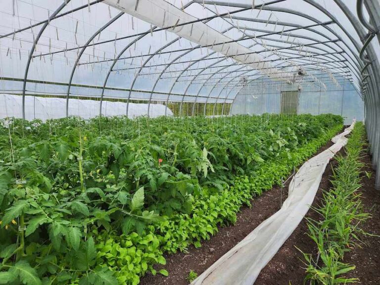 Completement Legume greenhouse 768x576