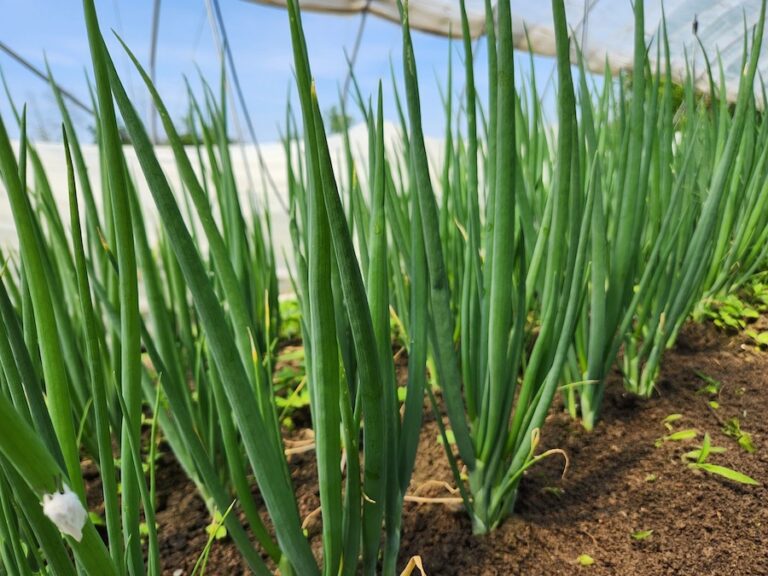 Completement Legume onions 768x576