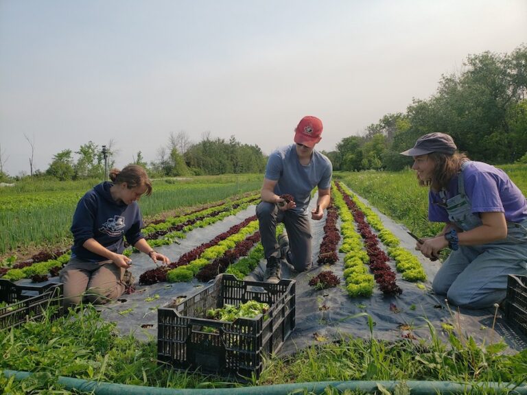Completement Legume planting the fields 768x576