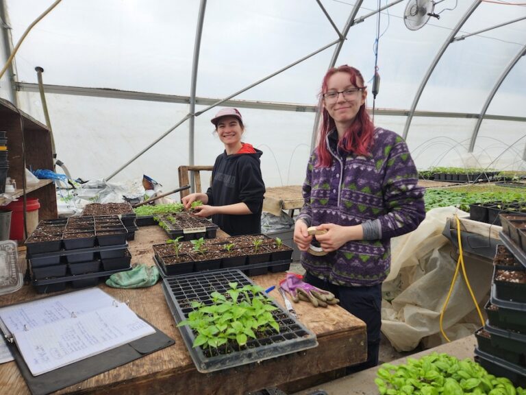 Completement Legume prepping seedlings 768x576