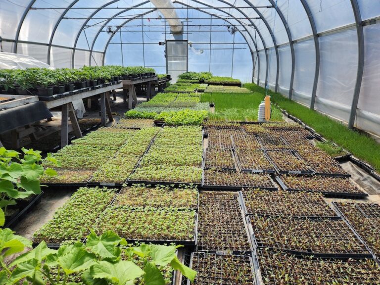 Completement Legume seedlings 768x576