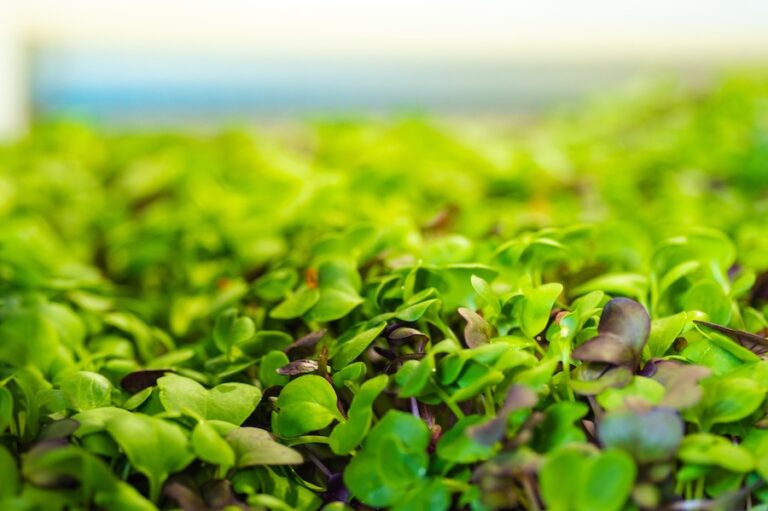 GoodLeaf Farms microgreens 768x511