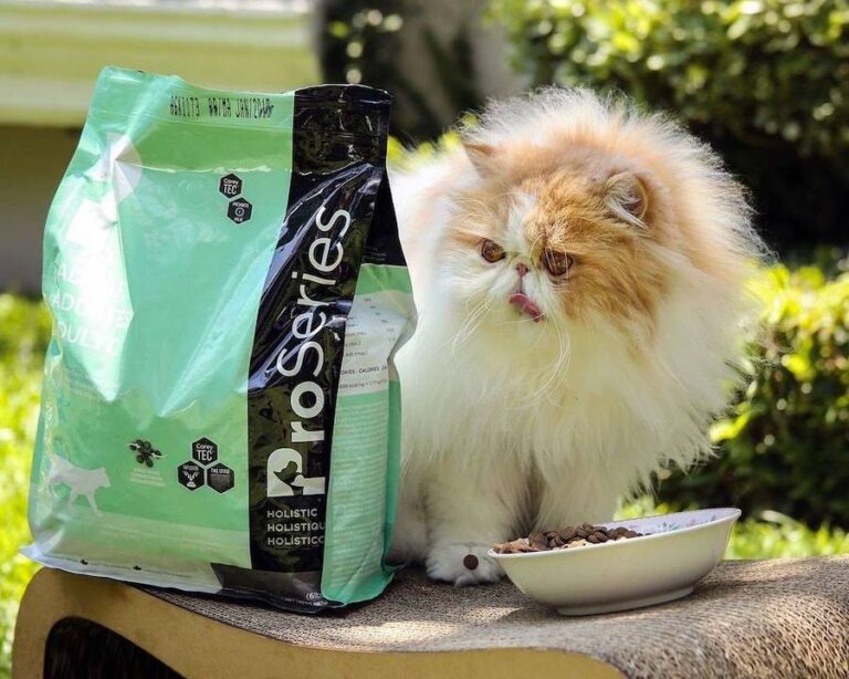 ProSeries Holistic Cat 768x614