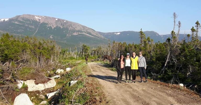 Under the Stump moose 768x404