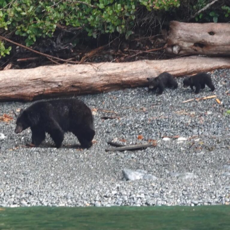 Wild Root Journeys black bear 768x768