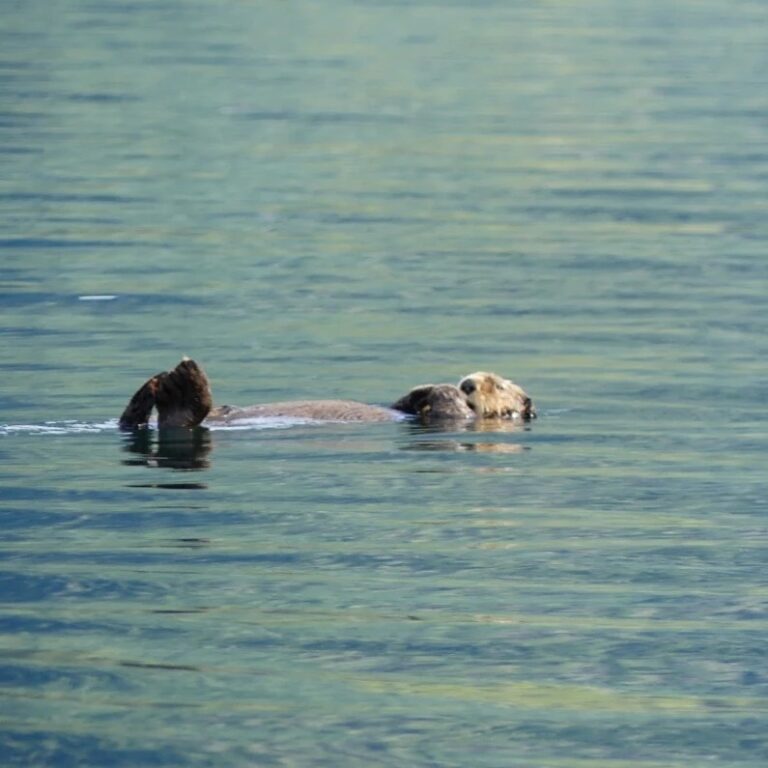 Wild Root Journeys otter 768x768