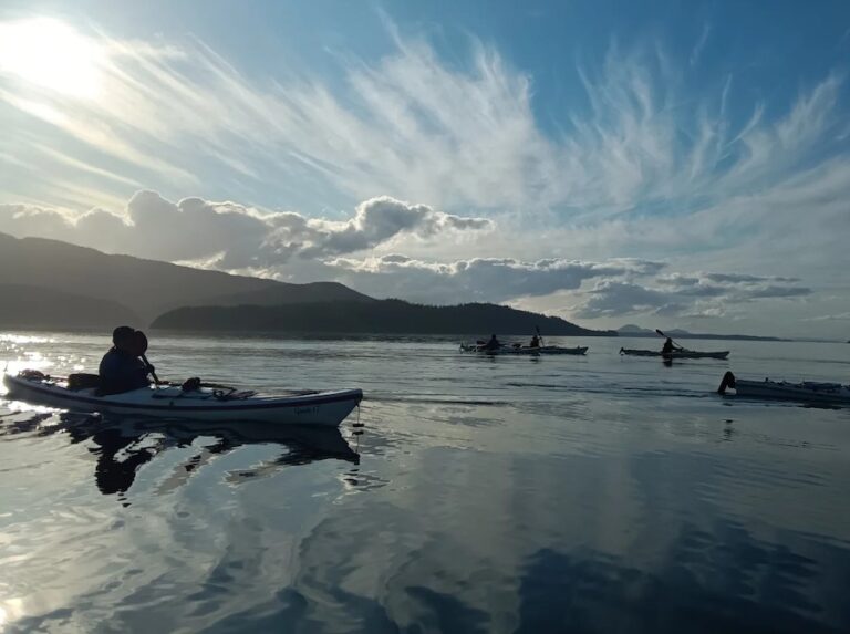 Wild Root Journeys silhoettes 768x573