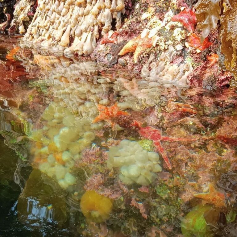 Wild Root Journeys tidal life 768x768