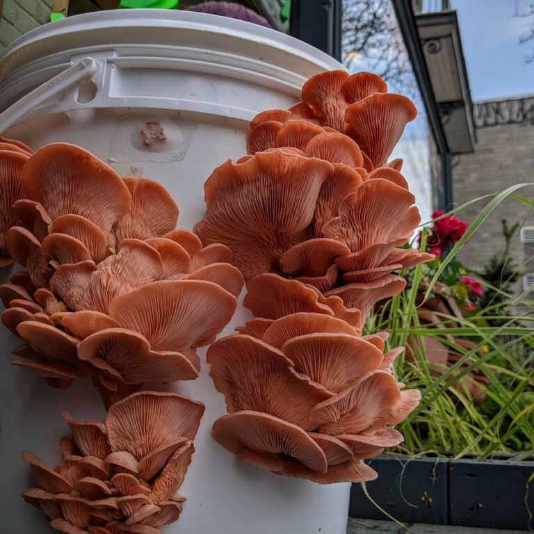a beautiful mushroom harvest 768x768