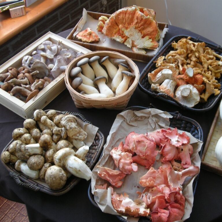 a variety of fungi 768x767