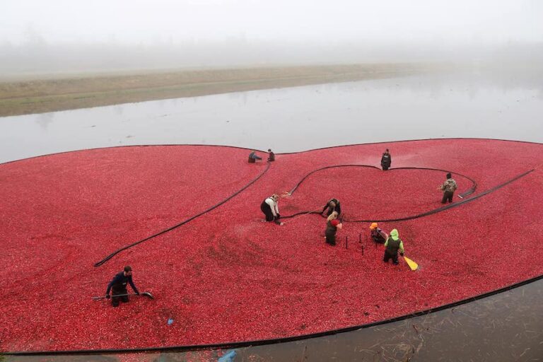 cranberry harvest with Pollipop 768x512