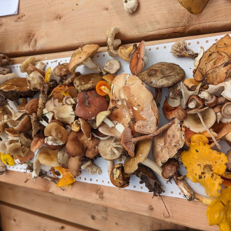 more mushrooms from a harvest 768x768