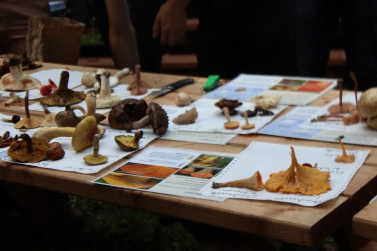 mushroom ID table 768x512