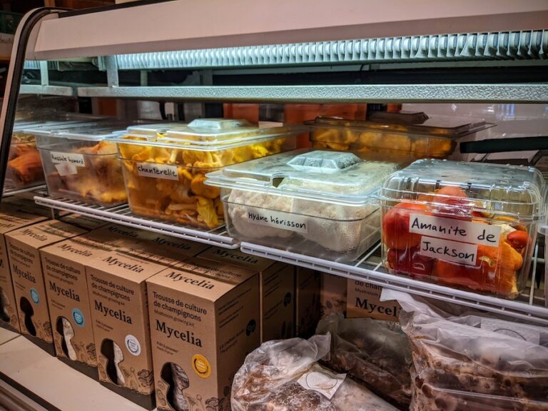 mushroom fridge 768x576