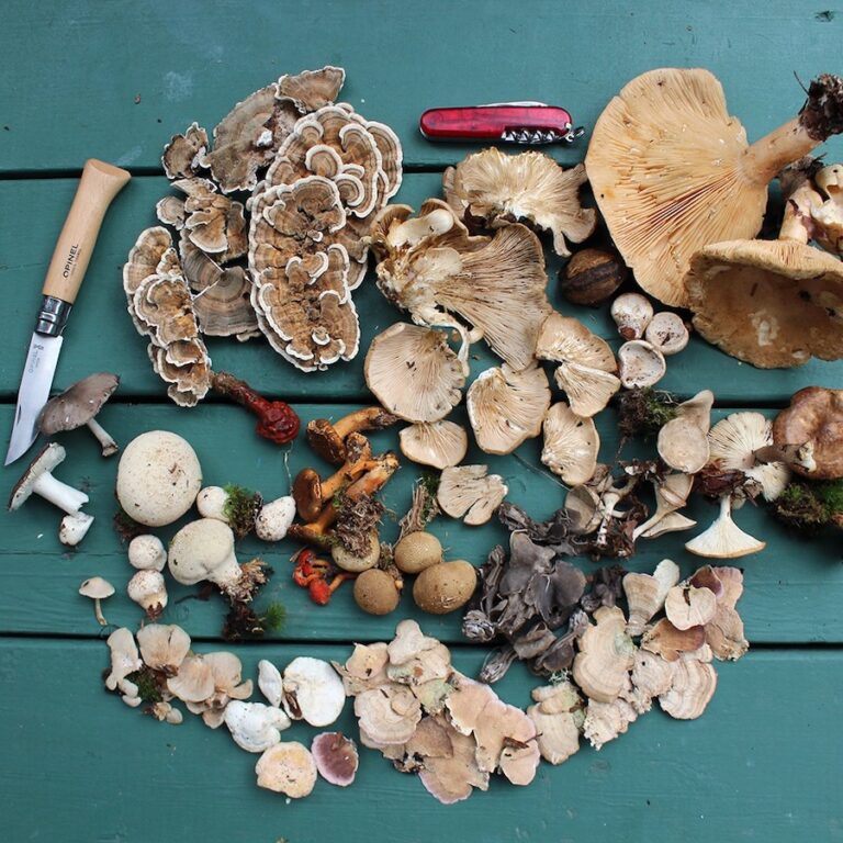 mushroom table 768x768
