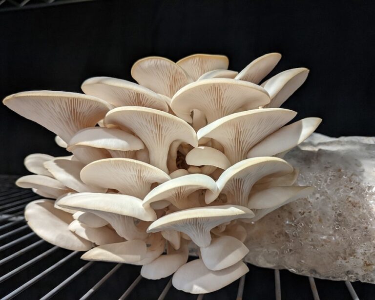 oyster mushrooms 768x615