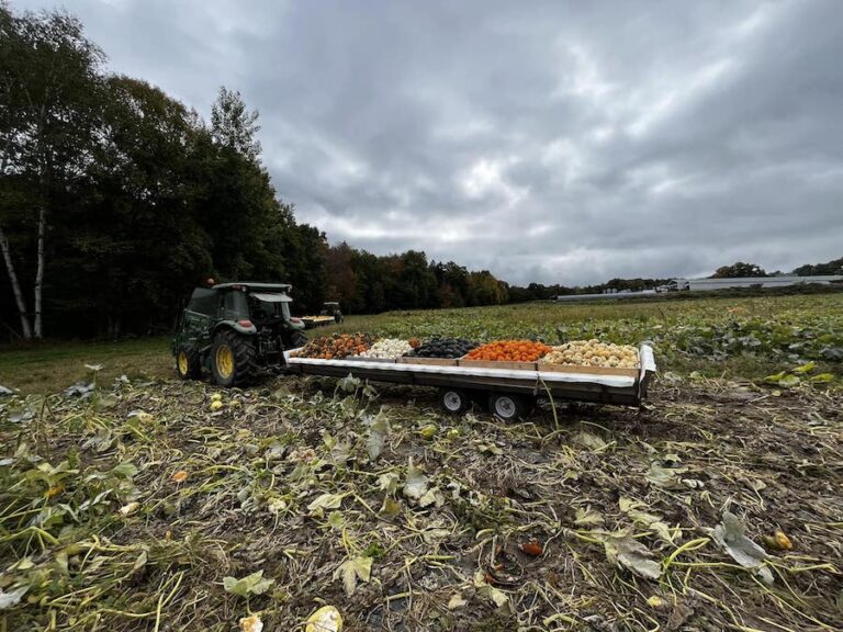 pumpkin season at Coburn Farm 768x576