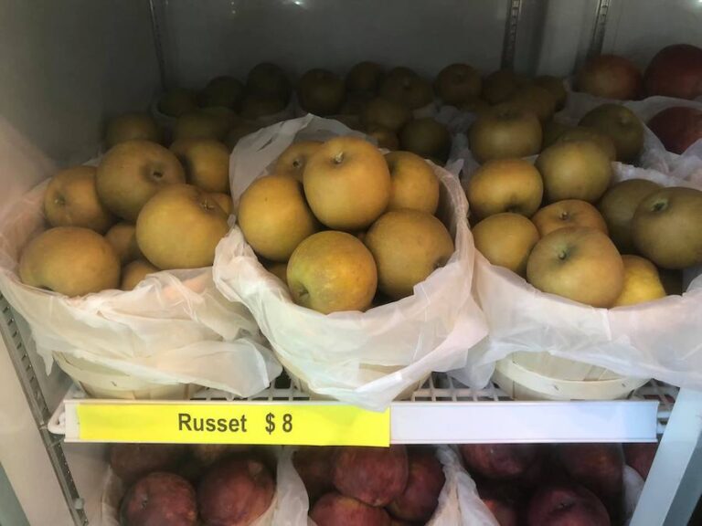 russet apples at Coburn Farm 768x576