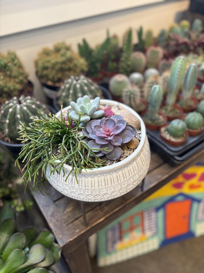 Beyond the House Succulants