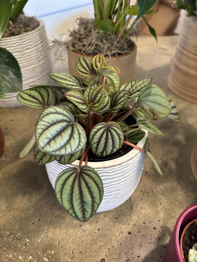 Beyond the House peperomia