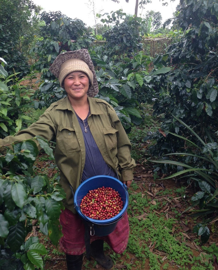 Equator Coffee Roasters harvest