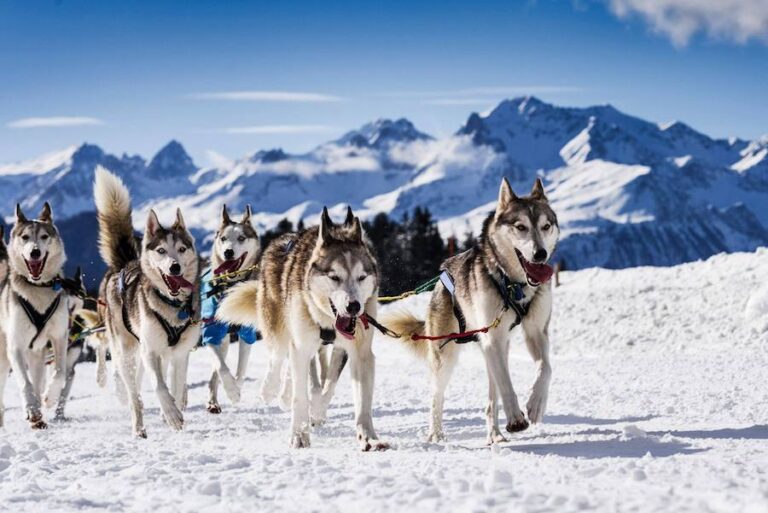 For high energy dogs Inukshuk Professional Dog Food 768x513