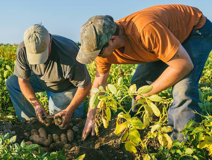 McCain potato farmers