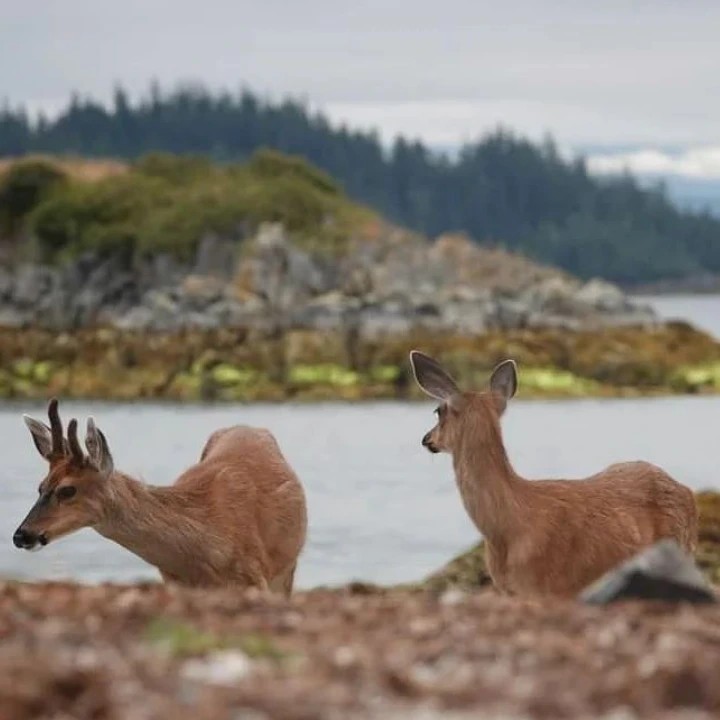 Wild Root Journeys deer