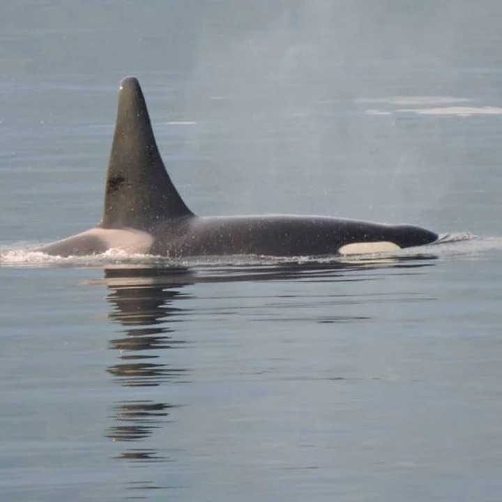Wild Root Journeys orca
