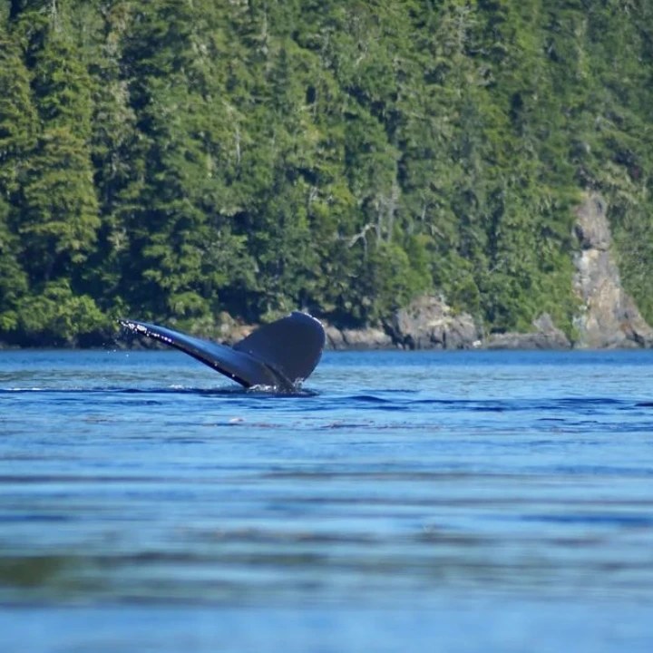 Wild Root Journeys whale tale