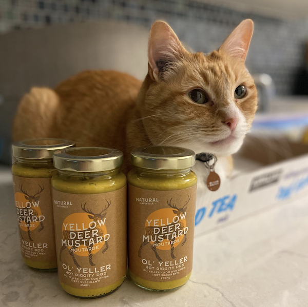 Yellow Deer Mustard ginger cat approved