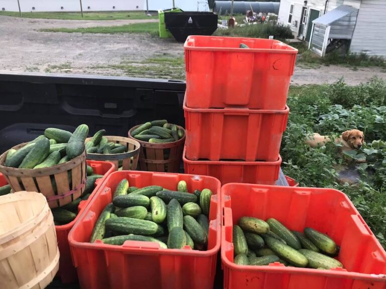 cucumbers at Coburn Farm 768x576